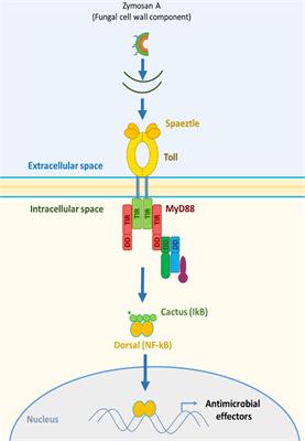 A clash on the Toll pathway: competitive action between pesticides and zymosan A on components of innate immunity in Apis mellifera